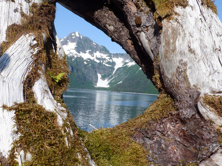 Whale in Southeast Alaska
